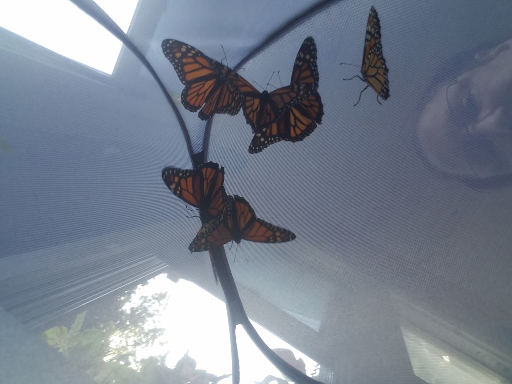 Monarch nursery
